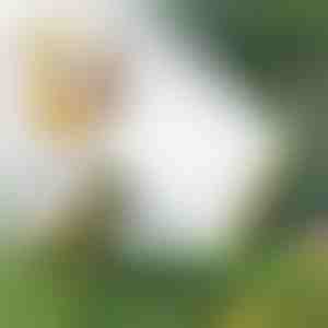 Viachlavový hadicový zavlažovač | SPRAYMASTER