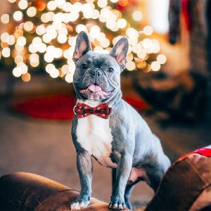 Slávnostný obojok pre psov so snehovými vločkami | DOGICOLLAR